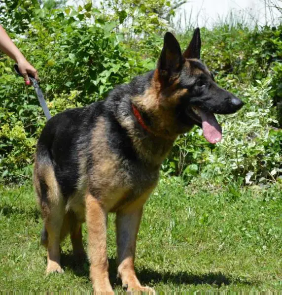 Appleridges Sophisticated Sophia