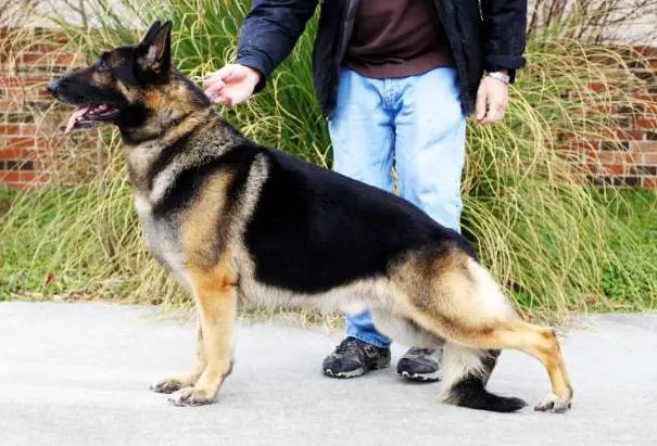 Sanhedrin's Lion Heart