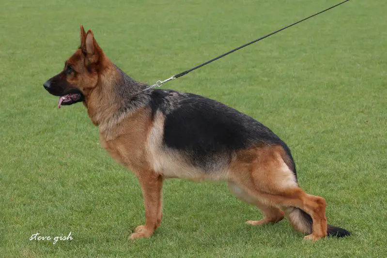 V(BSZS) Xena von Cohinor