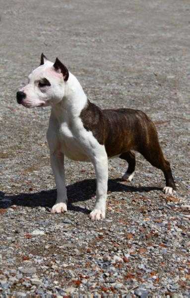 Forest Dragon GM America