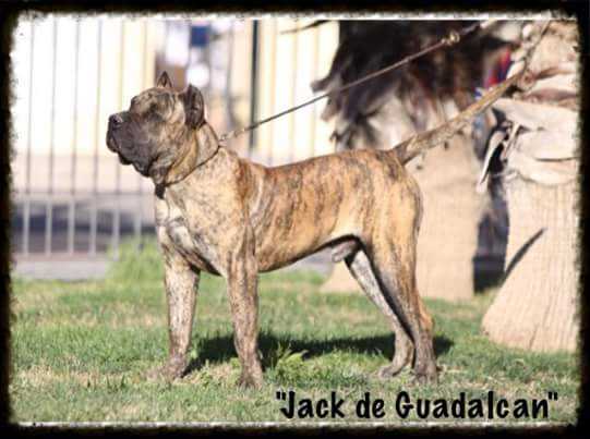 Ch.España Jack de Guadalcan