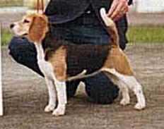 Am/Can/Br/Int BIS BISS CH The Tavern's Alcoholic's Anon