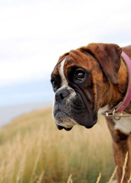 Faragulla de Ibiltaria