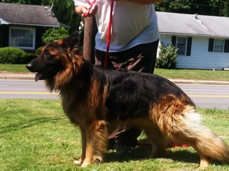 Cobranyk's Bear Von Stauffemberg