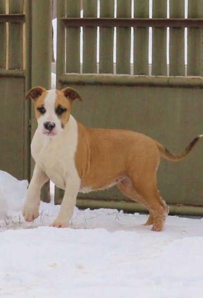 Praetorian Staff Original Sin