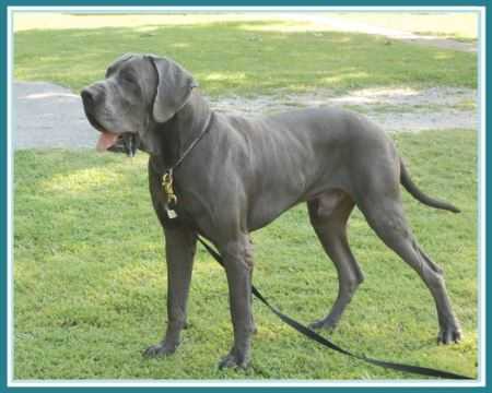 Ruffhouse's Levi Titan