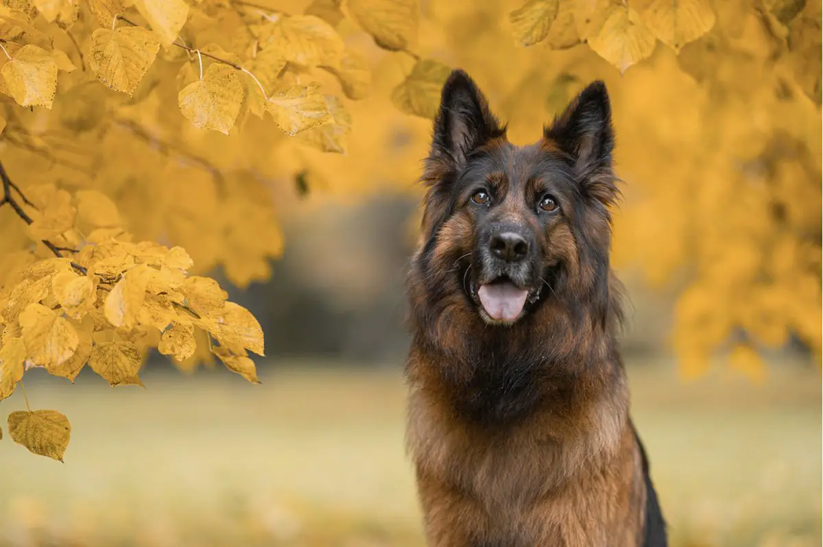 3 x VA  (Baltische Siegerschau 2019 winner, BALT CH) Margman Halexy