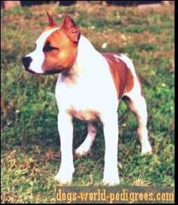 CH IMPERIA STAFF JEAN TOLEDO