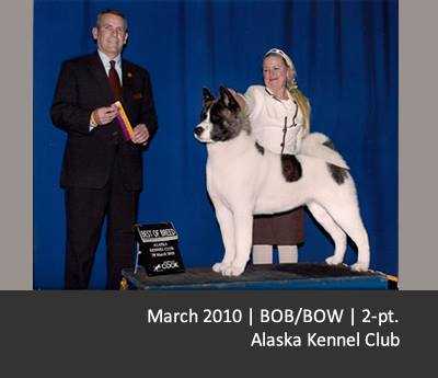 AKC GCH MaJer's Vegas Showgirl O'Ali'I AK Inu