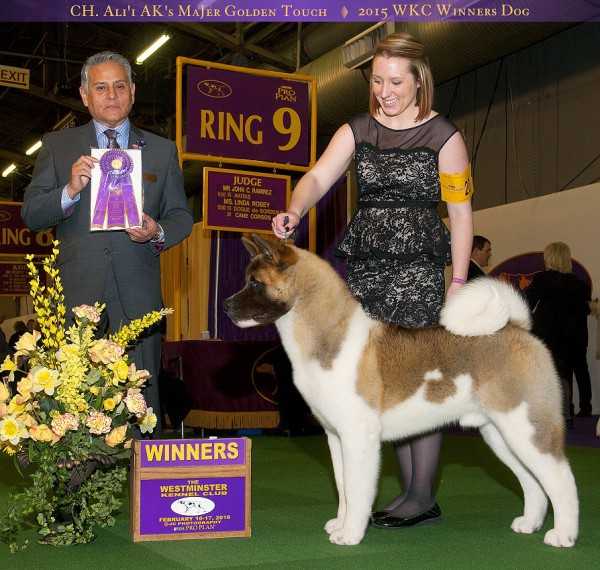 RUS GCH, AKC/RUS/MOL/RKF/CLUB CH, RUS JCH Ali'I AK's MaJer Golden Touch