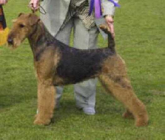 No. 1 Airedale UK 2001  -  Third Top Terrier UK 2001   TOP A Stargus Athena
