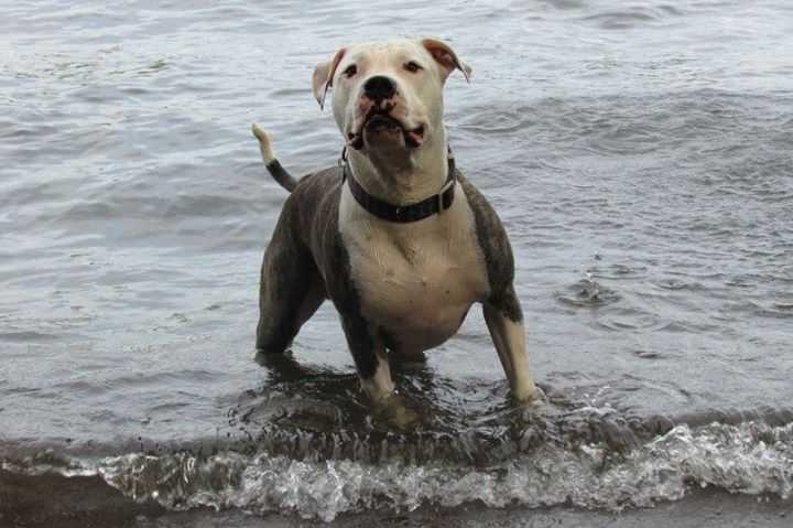 Sir Digger Tank