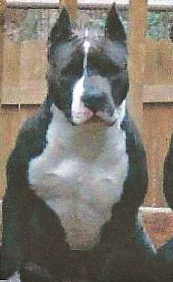 CLOVERHILL'S BLUE SAPPHIRE