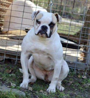 Paparazzi Kennels Dynamite of MEB
