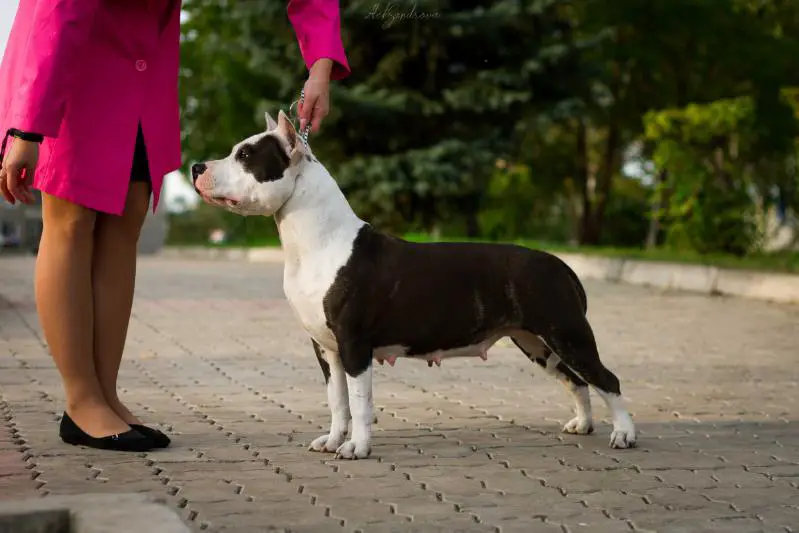 Jun. Ch Rus, Ch Rus, Ch RKF Golden Heart Winner Zvonkaya Pobeda