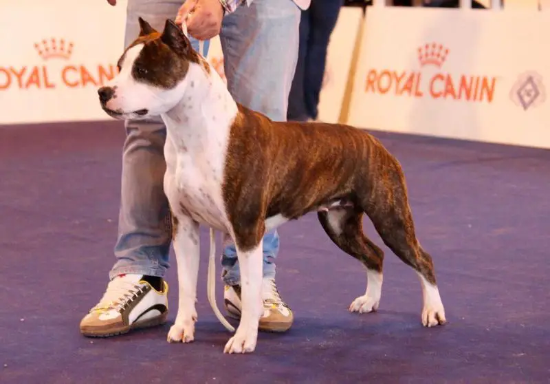 American 4 vid Lucy Liù