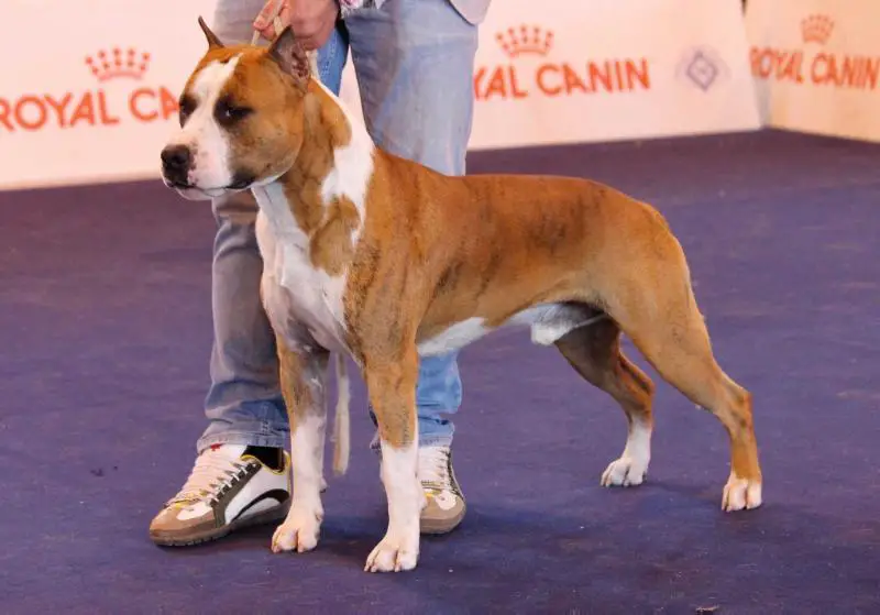 Bakaroro & itubori honor 4 vid STASH