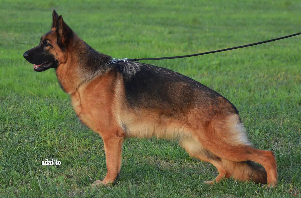 V (LGZS) Paris dell'isolotto