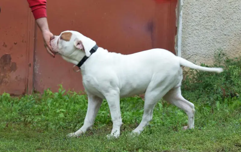 Anthony HOKKY of Blade Bulls