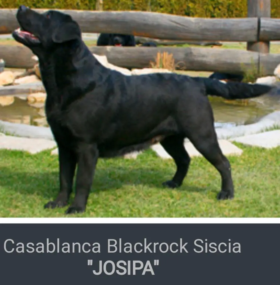 Casablanca Blackrock Siscia