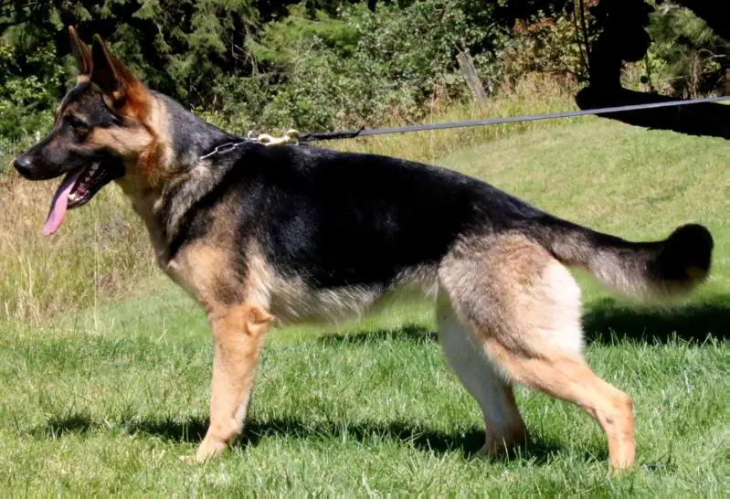 Hanna Vom Haus Vianden