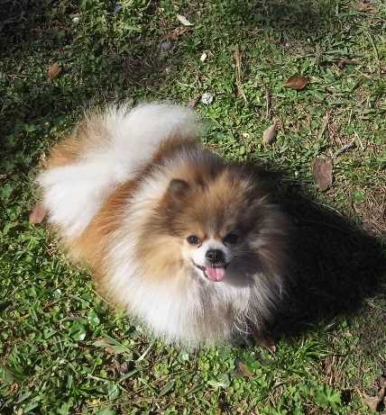 Creekside Cherokee Hunting Parti