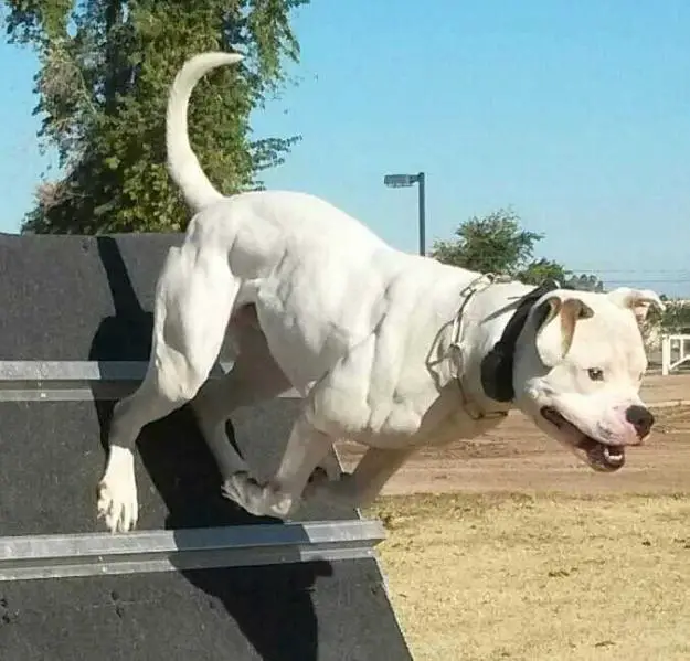 Laz's Hard Chargers Hurricane Yugo of EWK