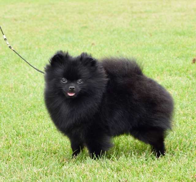 Ch Tofini Bold Bloom