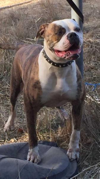 PINTOS BULLYS FOXY LADY OF REBELIOUS KENNELS