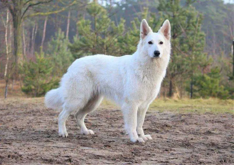 Love me loïs for the joy of life