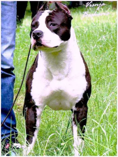 J-CH/CH/GR/CH Mike iron paw NIKES RINGFIGHTER