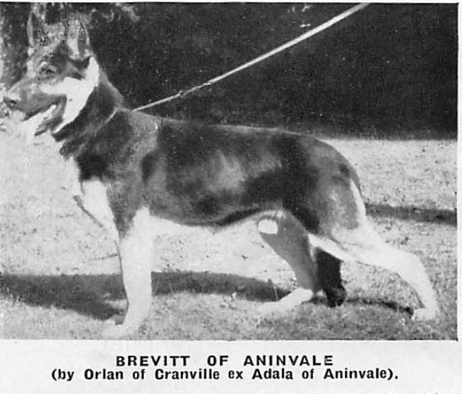 Brevitt of Aninvale