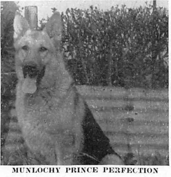 Munlochy Prince Perfection