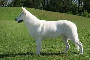 Legend of White Fox Mulder