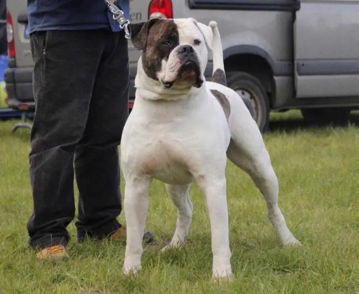 Ostergaard's Dorje EKC CH