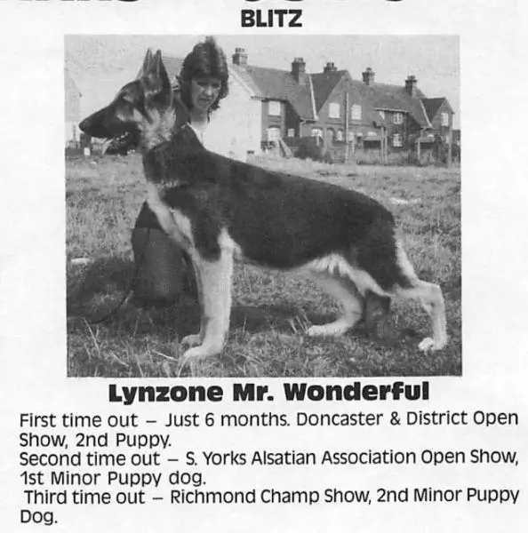 Lynzone Mr Wonderful