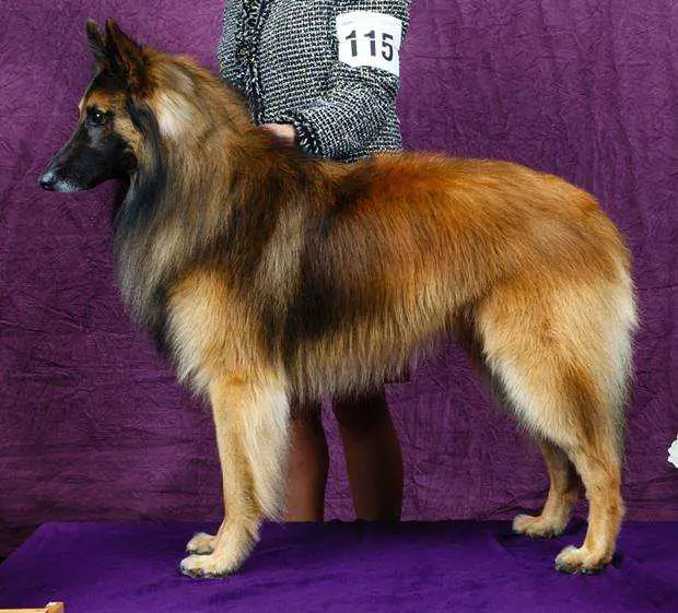 GCH CH Kindred Special Agent Gibbs