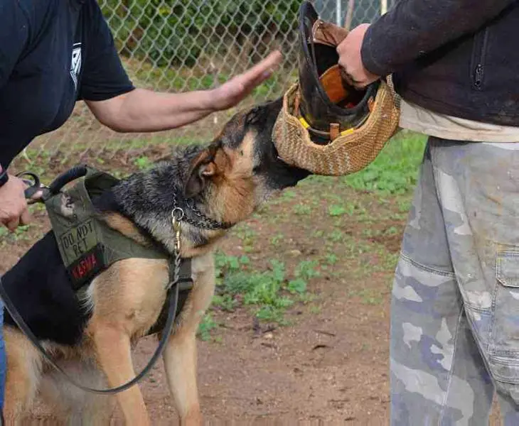 Sir Mace of Palomino Pines
