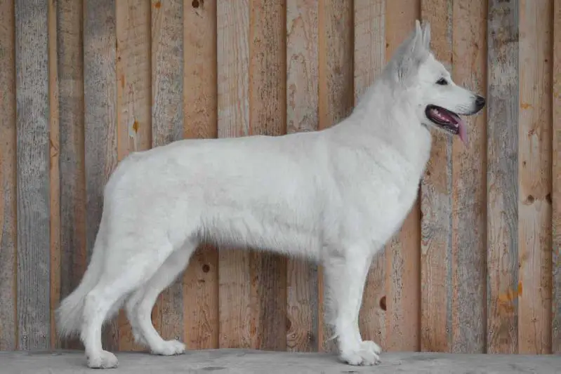 V1, CACA, CACIB, BOS, WSÖCAC, BOB, Austria-Champion Isskia of White Finess