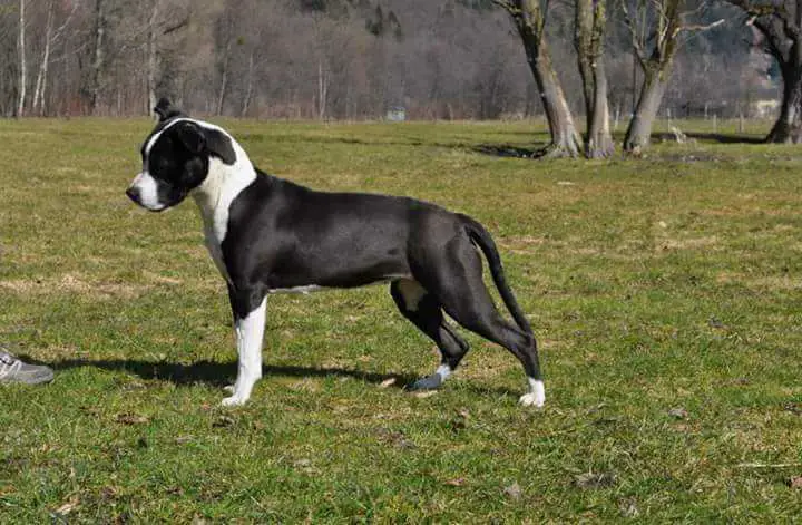 Nomicon LOS Bonami Royal Amstaff