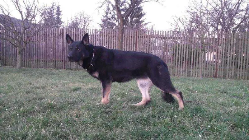 Xela z Kralické tiskárny