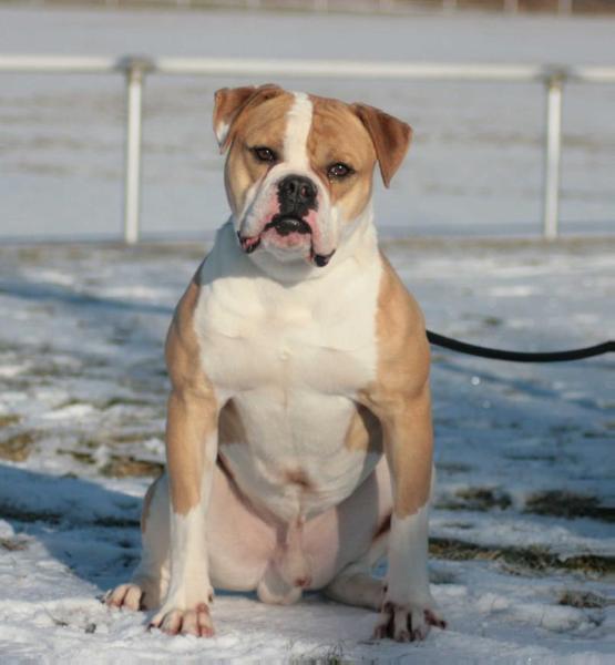 White Angels Rommel of Belolit Setan