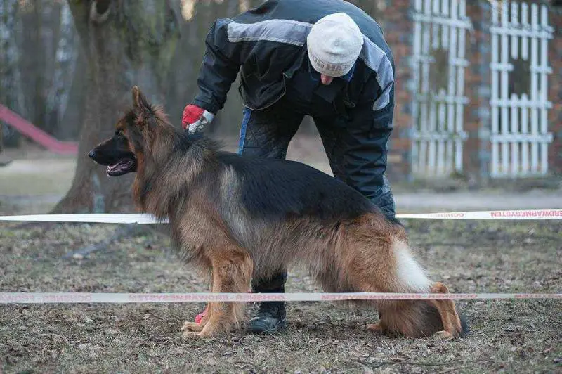 BRAINY Edoras Zwinger