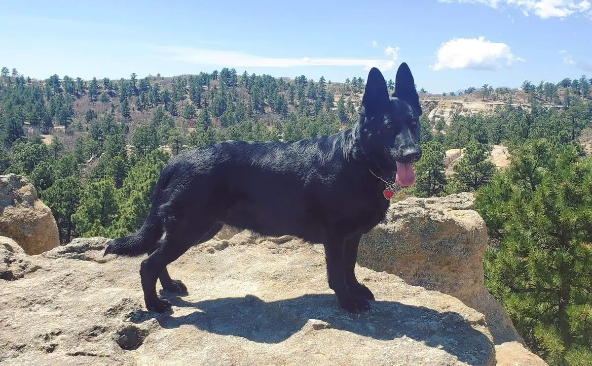 Paradox Bellaxandra Von Schwarzwald