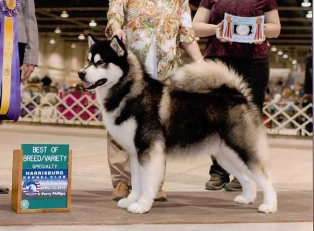 BISS GCH Silver Shadow's Polar Express