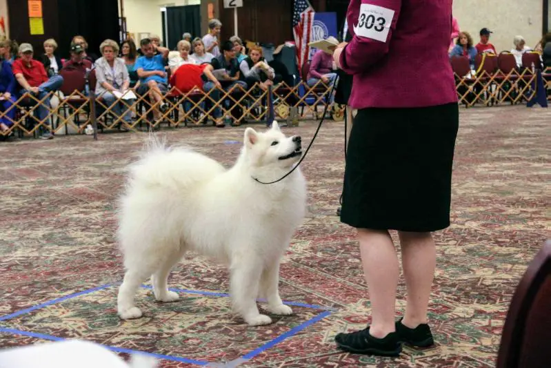 CH ArticCross Where There Is Cookies There Is Life
