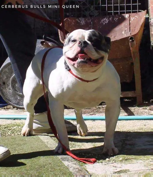 Cerberus Bulls Mini Queen