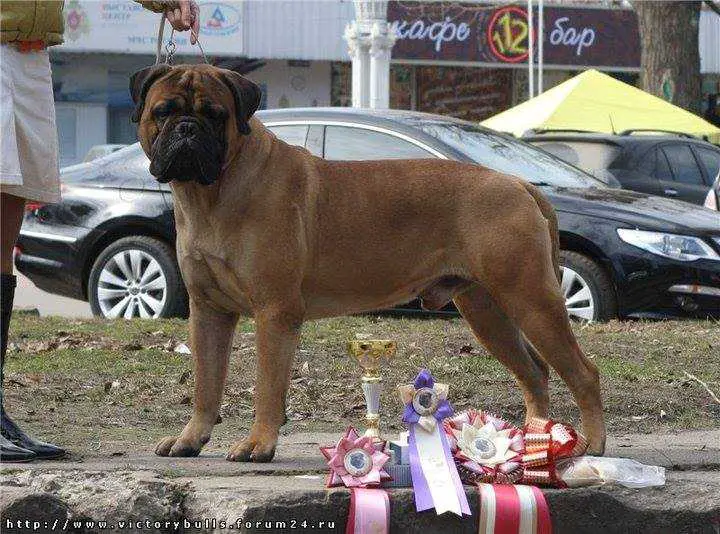 IntCH,MultiCH Vincent 'Bull Strong Champion Dagger II x Bianka'