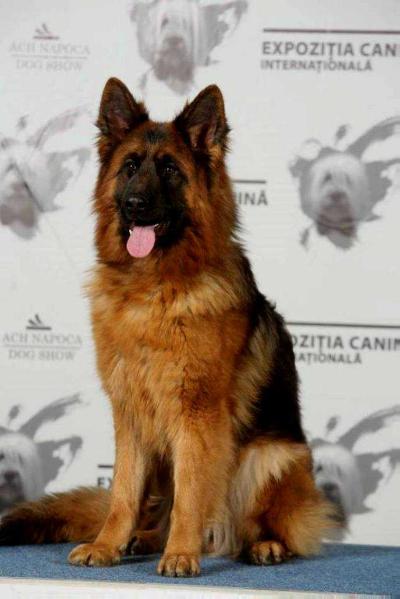 RO-JCH Valetta von Haus Corvinus