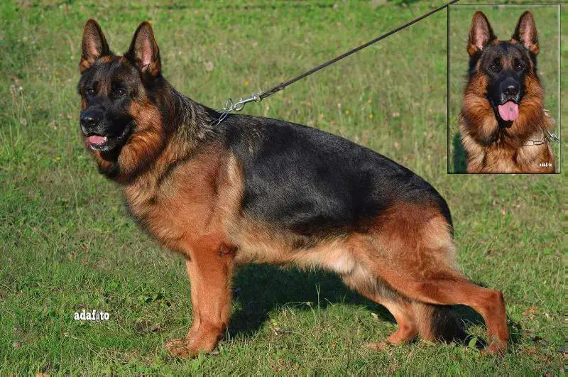 VA5 (SWISS), V BSZS 2016 Mardok del Seprio